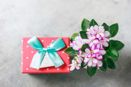Bouquet of violet with gift box on a white background.の写真素材