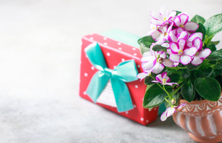 Bouquet of violet with gift box on a white background.の写真素材