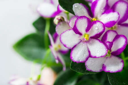 Flowering Saintpaulias, commonly known as African violet. Mini Potted plant. A dark background.の写真素材