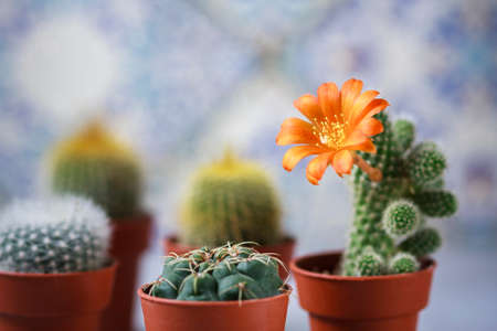 Beautiful flowering cactus flower. Indoor plants. Selective focusの写真素材