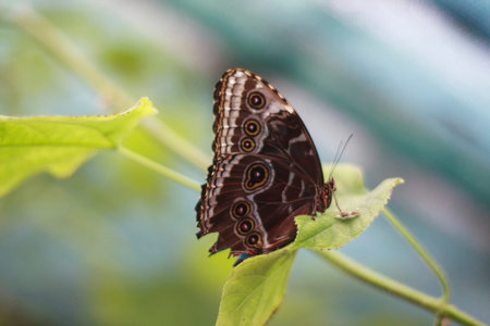 Beautiful butterfly Closeup. Selective focus