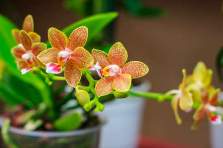 Phalaenopsis hybrid. Beautiful varietal rare orchid.の写真素材