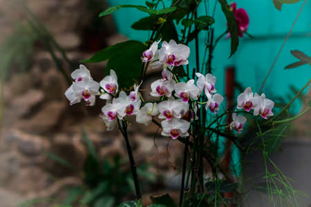 Phalaenopsis hybrid. Beautiful varietal rare orchid. Selective focusの写真素材