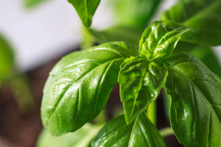 Basil. Fresh green leaves of organic basil close-up. Healthy eating.の写真素材