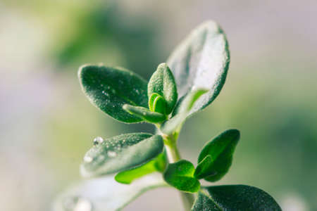 Thyme. Fresh green leaves of organic thyme closeup. Healthy eating. Selective focus.の写真素材