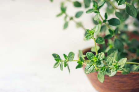Thyme. Fresh green leaves of organic thyme closeup. Healthy eating. Selective focus.の写真素材