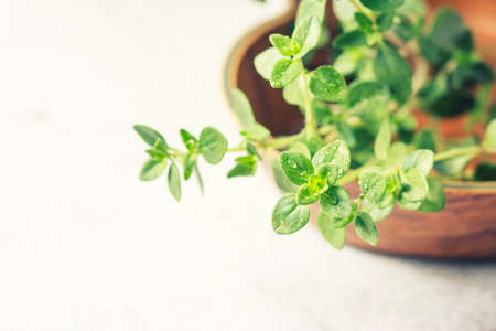 Thyme. Fresh green leaves of organic thyme closeup. Healthy eating. Selective focus.の写真素材
