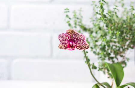 Phalaenopsis hybrid. (Phalaenopsis Wild Cat). Beautiful varietal rare orchid. Selective focusの写真素材