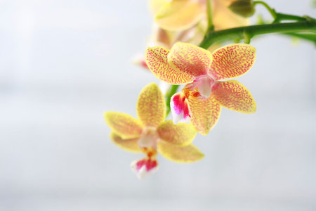 Phalaenopsis hybrid. Beautiful varietal rare orchid. Selective focus