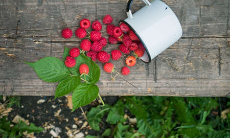 Ripe raspberries on a wooden table. Selective focusの写真素材