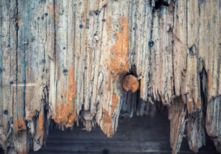 Old wooden texture. Crack Tree Texture. Macroの写真素材