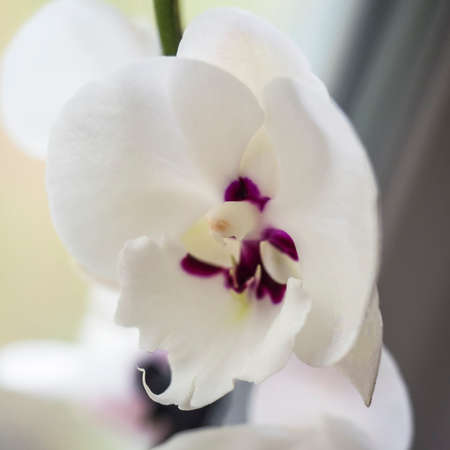 Phalaenopsis orchid. Beautiful flowers macro. Selective focusの写真素材