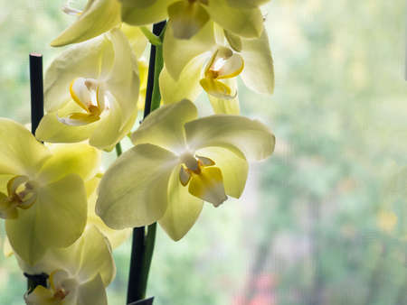Phalaenopsis orchid. Beautiful flowers macro. Selective focusの写真素材