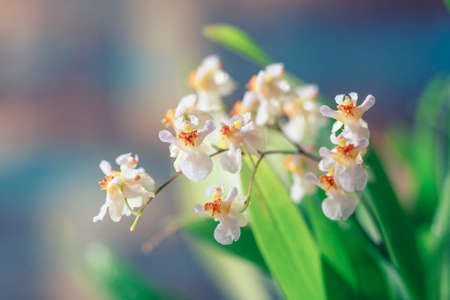 Beautiful closeup of an orchid White Oncidium Twinkle mini orchid. Selective focusの写真素材