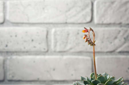Echeveria Blooming. Beautiful flowering succulent. Macro Selective Focusの写真素材