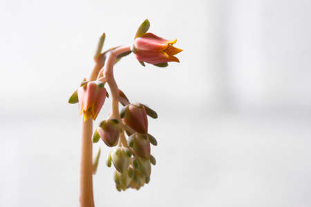 Echeveria Blooming. Beautiful flowering succulent. Macro Selective Focusの写真素材