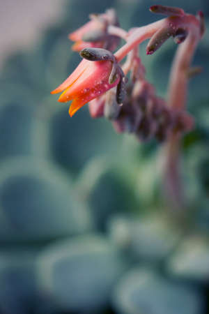 Echeveria Blooming. Beautiful flowering succulent. Macro Selective Focusの写真素材