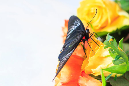 Bright butterfly on roses.