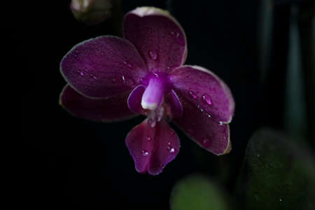 Orchid Phalaenopsis closeup. Beautiful orchid flower against black background being sprayed with water drops. Selective focusの写真素材