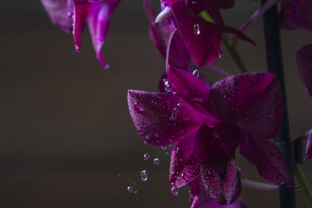 Beautiful Orchid flowers closeup. Orchid Dendrobium Phalaenopsis with water drops on a dark background.の写真素材