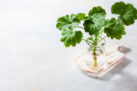 Planting new plants. Cuttings and shoots of geranium and pelargonium plants standing in water for...