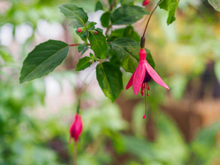 Bright colorful flowers. Spring garden. Tulip flower for postcard decoration and agriculture concept design.の写真素材