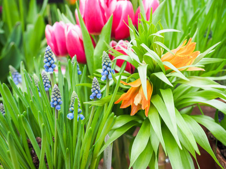 Bright colorful tulips. Spring garden. Tulip flower for postcard decoration and agriculture concept design. Soft selective focus, copy spaceの写真素材