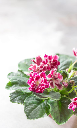 Flowering Saintpaulias, commonly known as African violet. Mini Potted plant. Home decor and gardening concept. Selective focus.の写真素材