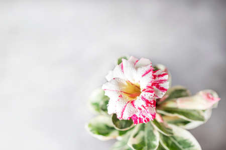 Desert Rose, Adenium obesum. Blooming pink desert rose. Beautiful floral background. Home floriculture. Selective focus, copy spaceの写真素材