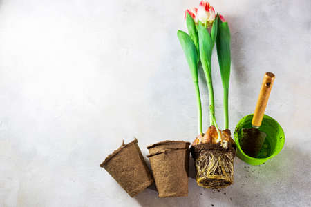 tulips transplant, on a wooden white background. Hobby and agriculture concept. Top view with copy space for your text.の写真素材