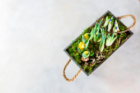 Spring flowers in a wooden decorative pot on a white background. Spring and holiday composition....