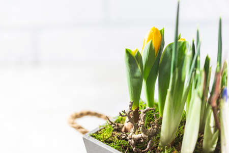 Spring flowers in a wooden decorative pot on a white background. Spring and holiday composition. Selective focus, copy space for text.の写真素材