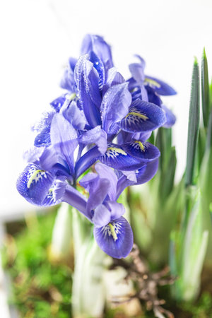 Spring flowers in a wooden decorative pot on a white background. Spring and holiday composition. Selective focus, copy space for text.の写真素材
