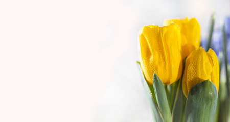 Spring flowers in a wooden decorative pot on a white background. Spring and holiday composition. Selective focus, copy space for text. Bannerの写真素材