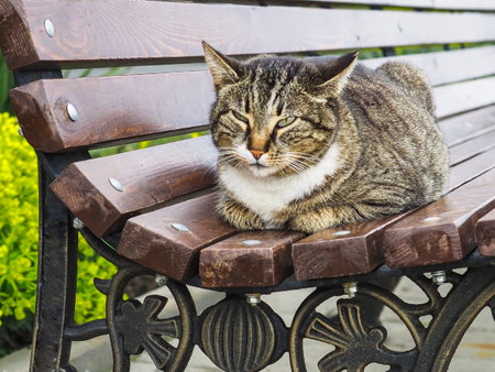 Street cat resting on the park bench, cat narrowed eyes. Tranquil animal lying outdoors on bright summer day. Selective focusの写真素材
