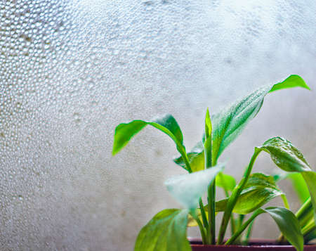Close-up of drops on the leaves. Houseplants. Selective focusの写真素材