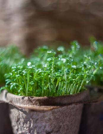 Microgreen, organic food. Growing sprouts at home. Healthy eating concept. Selective focus, copy spaceの写真素材