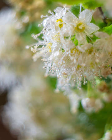 White flowers. Blooming tree with white flowers. Spring flowers background. Selective focusの写真素材
