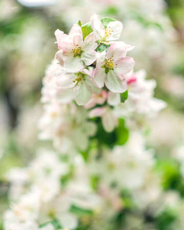 Blooming apple tree. Spring flowering trees. Macro flowers on a vintage Helios lens. Can be used for greeting card.の写真素材