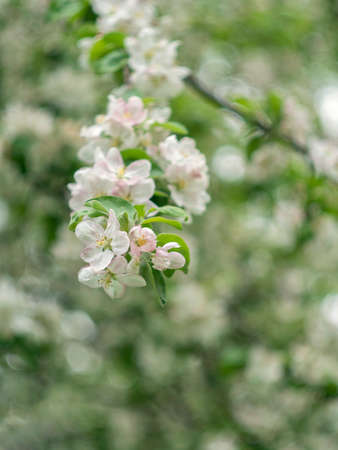Blooming apple tree. Spring flowering trees. Macro flowers on a vintage Helios lens. Selective focus. Can be used for greeting card.の写真素材