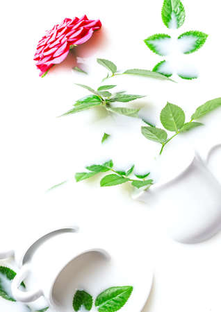 White bath with milk and rose. Relaxation and harmony. The concept of Spa with flowers, relax. Copy space, selective focus.の写真素材
