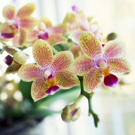 Phalaenopsis orchid. The indoor plants on the windowsill. Selective focusの写真素材