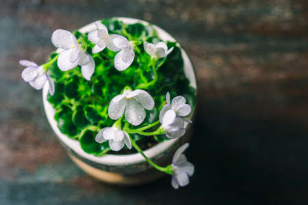 Closeup African Violet or Saintpaulia. Mini Potted plant. A dark background. Selective focusの写真素材