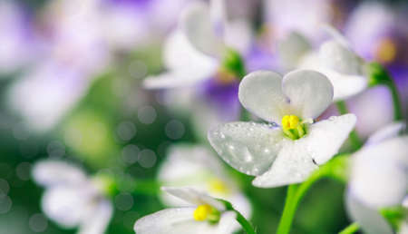Closeup African Violet or Saintpaulia. Mini Potted plant. A dark background. Selective focusの写真素材
