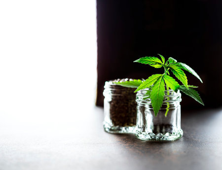 Green leaves cannabis, flour in and hemp seeds . Medical cannabis, herbal medicine plant. Vegetarian...
