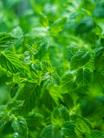 Fresh mint leaves in the garden. Spearmint peppermint, herb garden. Growing organic mint close up. Mint leaves background.の写真素材