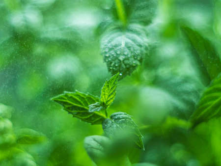 Fresh mint leaves in the garden. Spearmint peppermint, herb garden. Growing organic mint close up. Mint leaves background.の写真素材