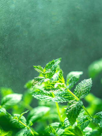 Fresh mint leaves in the garden. Spearmint peppermint, herb garden. Growing organic mint close up. Mint leaves background.の写真素材