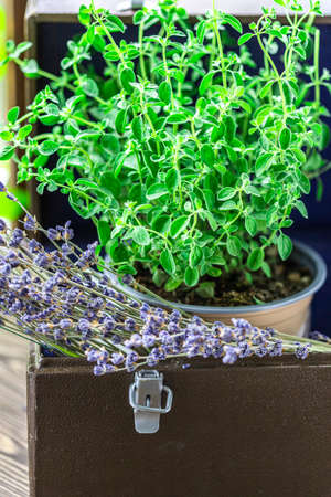 Green oregano plant, closeup. Aromatic herbs in pots. Set of culinary herbs, oregano with lavender. Alternative medicine. Selective focusの写真素材