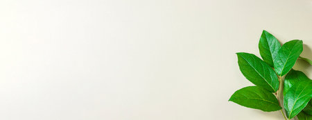 Fresh green leaves on a beige background. Banner